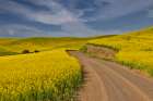 USA, Washington State, Palouse. Dirt road cutting through canola field Art Print